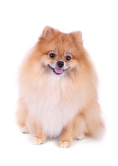 pomeranian dog isolated on white background