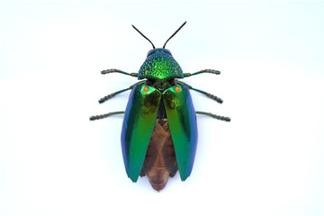 Jewel beetle ready to fly isolated on white background