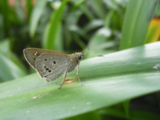 Lesser Rice Swift resting on green leaf
