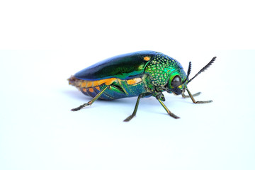 Jewel beetle isolated on white background