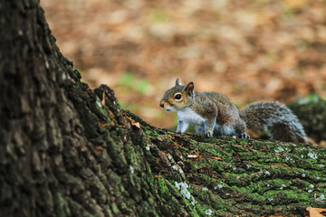 squirrel on the root of tree