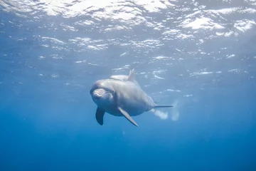 Tableaux ronds sur plexiglas Anti-reflet Dauphin dauphin