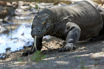 Komodo Dragon
