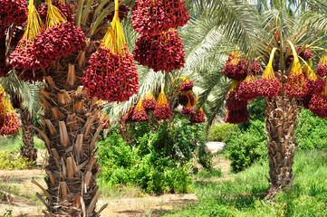 Date palm branches with ripe dates. Northern israel. - Powered by Adobe