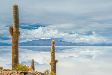 Incahuasi island, Salar de Uyuni, Bolivia