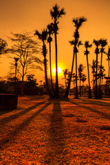 Silhouette of Coconut trees in the sunset