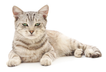 Kitten on a white background