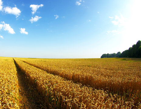 wheat field © Pakhnyushchyy