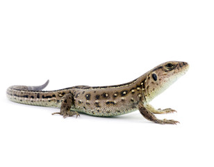 lizard