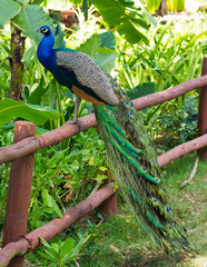 Naklejka premium peacock