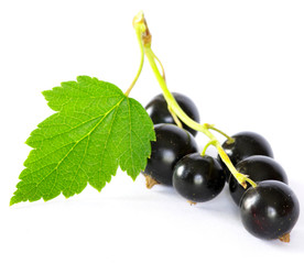 black currant
