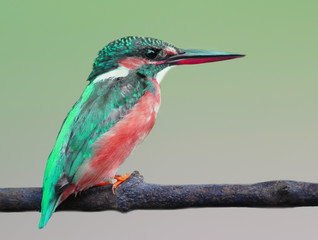 Common kingfisher
