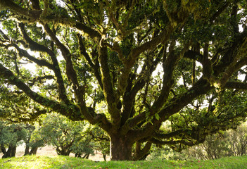 Old laurel tree on Madeira, Portugal