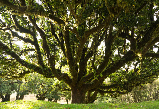 Fototapeta Old laurel tree on Madeira, Portugal