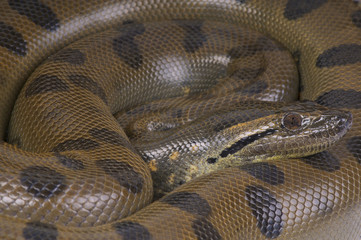 Green anaconda / Eunectes murinus