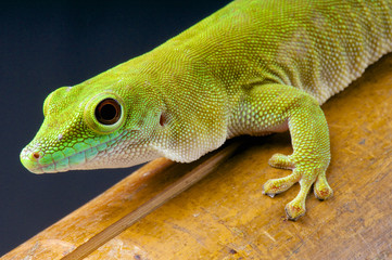 Giant day gecko / Phelsuma madagascariensis kochi