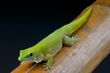 Koch's day gecko / Phelsuma madagascariensis kochi