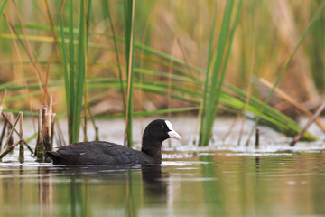 Coot on the lake in the reeds