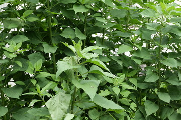 topinambour (Helianthus tuberosus)