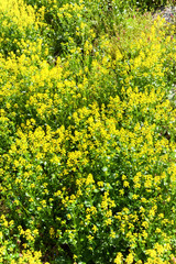 Yellow canola flowers