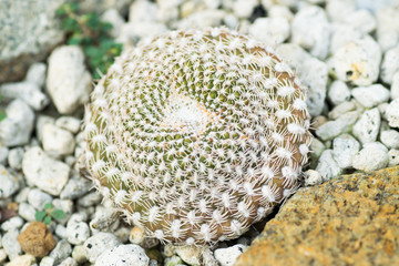 Sulcorebutia arenacea, Cactaceae, Bolivia