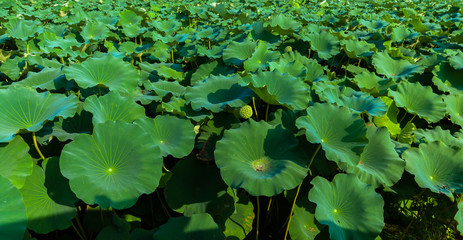 Lotus pond