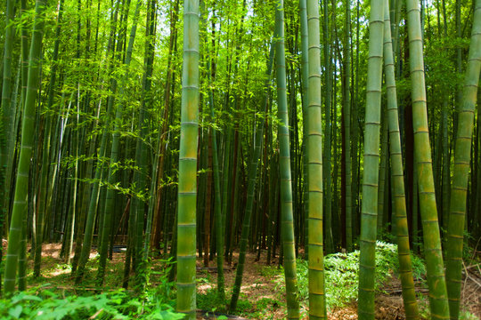 Bamboo forest