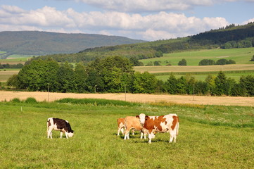 Kühe in der Rhön