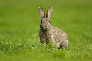 Rabbit, Oryctolagus cuniculus