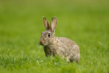 Rabbit, Oryctolagus cuniculus