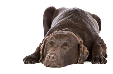 Handsome Chocolate Labrador Asleep