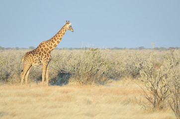 Giraffe, Etosha National Park, Namibia
