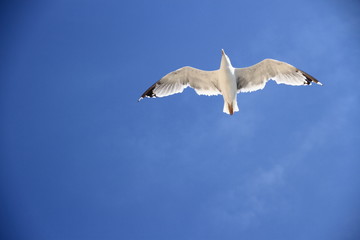 One seagull on the blue sky as background