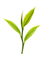 Fototapeta premium Green tea leaf isolated on white background