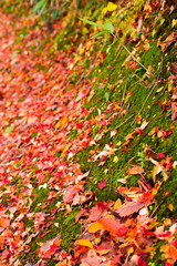 Foliage of the valley