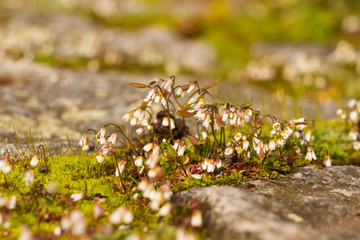 Natur Makro