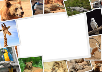Frame with collection of wild animals photography