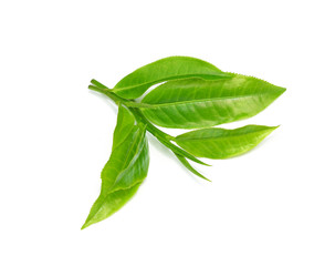 Green tea leaf isolated on white background