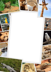 Frame with collection of wild animals photography
