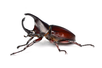 Rhinoceros beetle