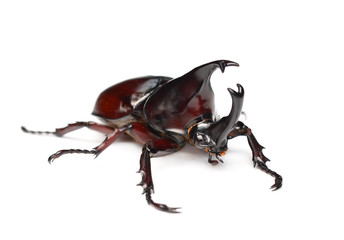 Rhinoceros beetle