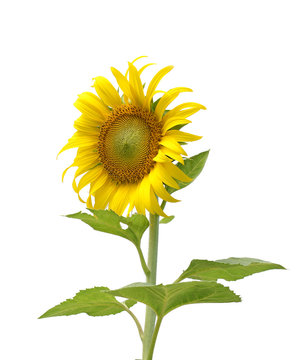 Sunflower isolated on white background