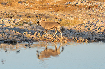 Oryx at sunset