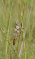 This is the shell of dragonfly