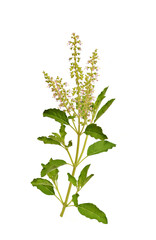 Naklejka premium Basil stalk on a white background.