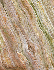 texture of bark wood use as natural background