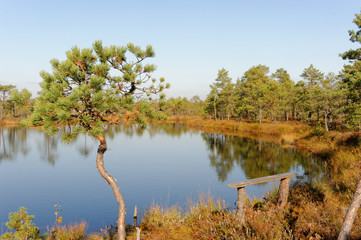 Bog-pools