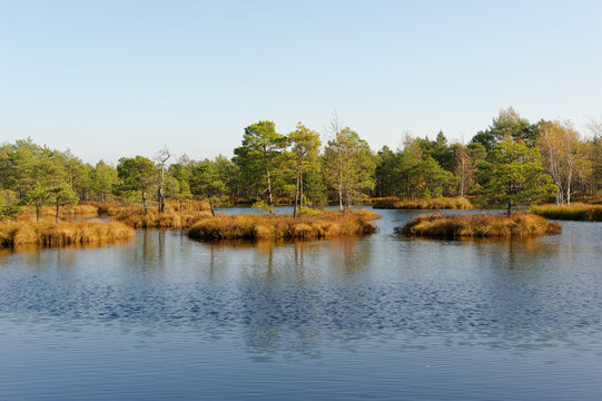 Bog-pools