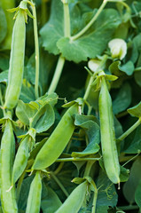 Green peas