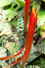 Vriesea splendens, Bromeliaceae, Venezuela - French Guiana